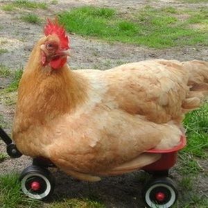 Meet your Posher, Bubby